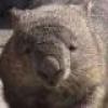 Combat Wombat's avatar