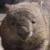Combat Wombat's Profile