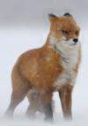 Winterfox