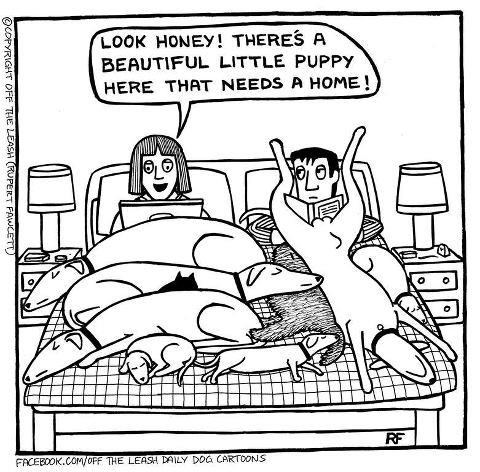 [Image: dad7938fc9dogs%20in%20bed.jpg]